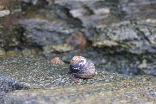 Phorcus lineatus