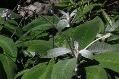 Rhytidophyllum leucomallon