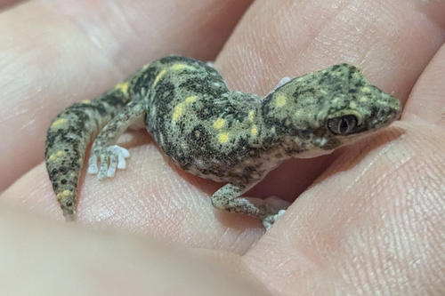 Tesselated Gecko