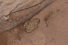 Bufotes boulengeri