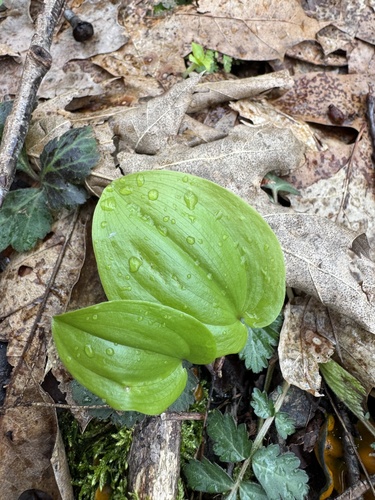Canada Mayflower (Maianthemum canadense)