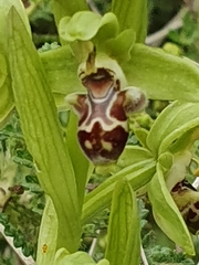 Ophrys umbilicata