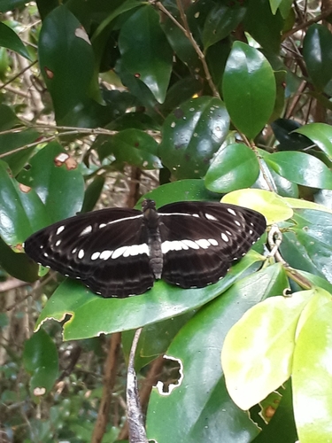 Chestnut-streaked Sailer