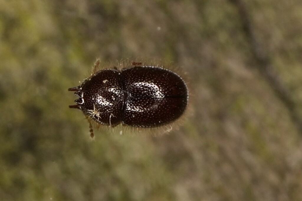Cis rotundulus