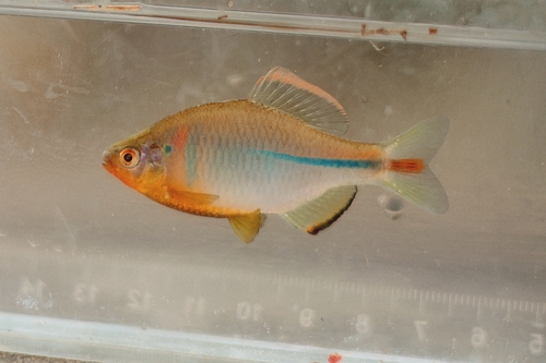 Chinese bitterling (Rhodeus sinensis) — Cyprinidae — 4