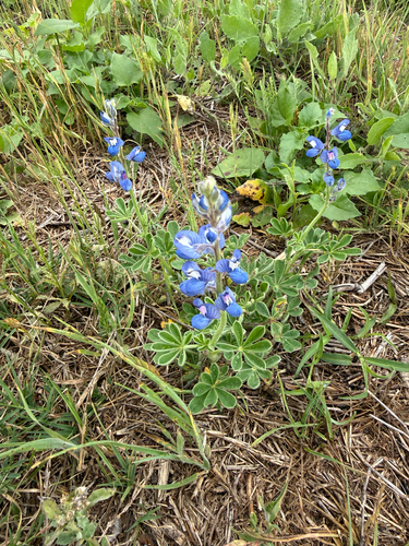 Sandyland Bluebonnet (Lupinus subcarnosus)