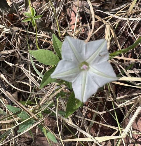 Ipomoea hochstetteri observed 2026-04-06