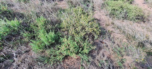 Barrier Saltbush (Enchylaena tomentosa)