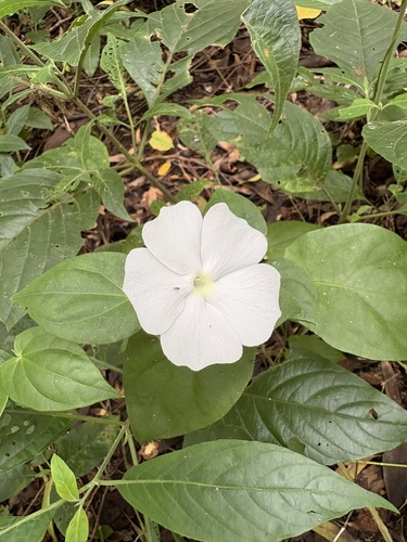 Thunbergia arnhemica, 2026-03-20