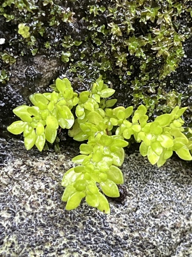 Artillery Plant (Pilea microphylla)