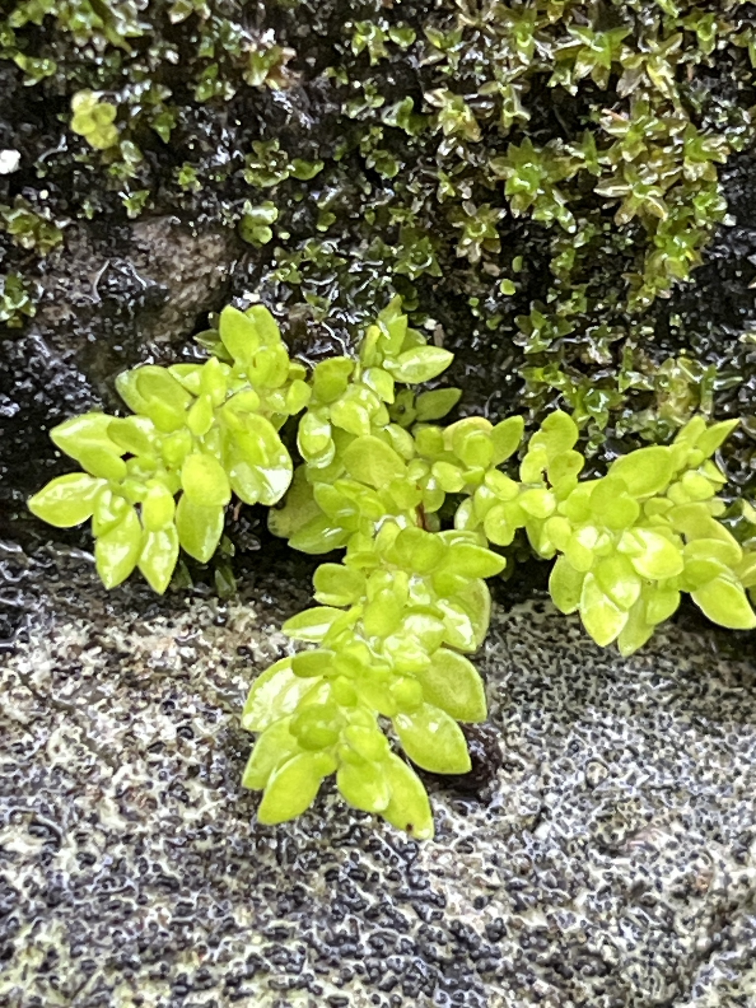 Artillery Plant (Pilea microphylla)