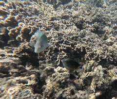 Halichoeres chloropterus