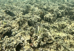 Chaetodon octofasciatus