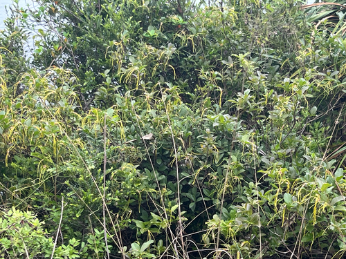 Goat Horns (Strophanthus divaricatus)