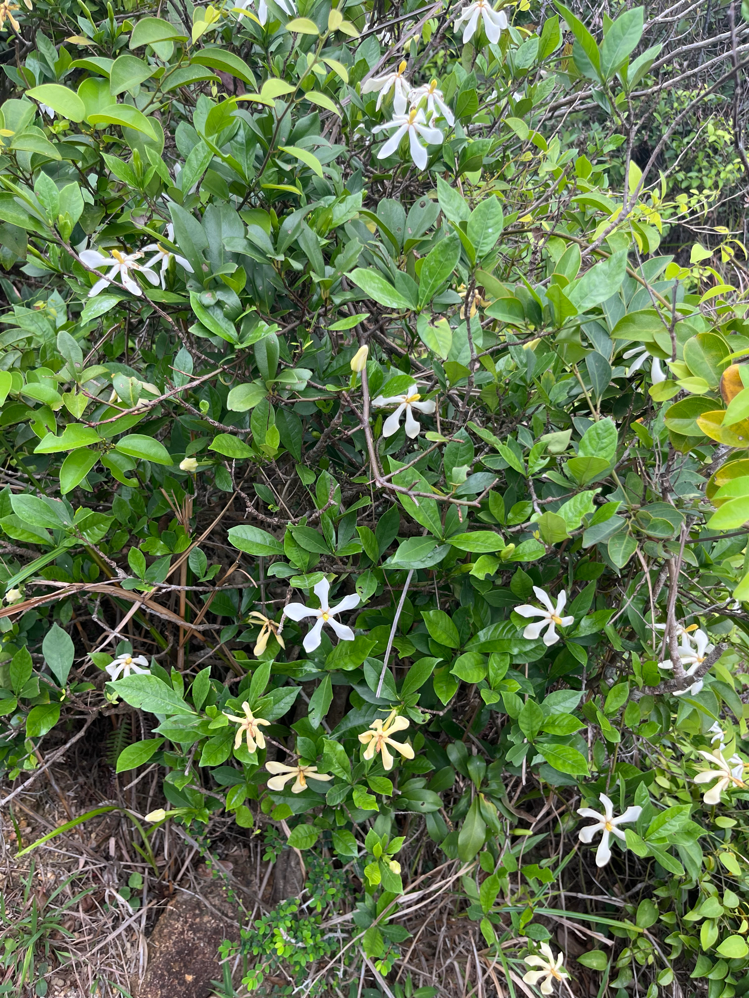 Common Gardenia (Gardenia jasminoides)
