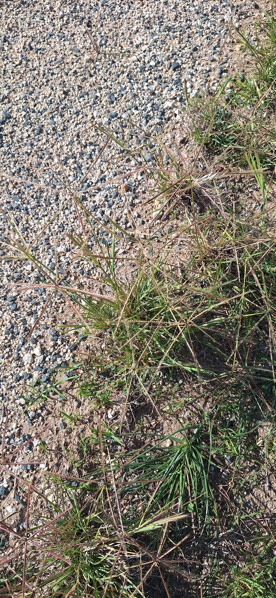 Black Windmill Grass (Chloris truncata)