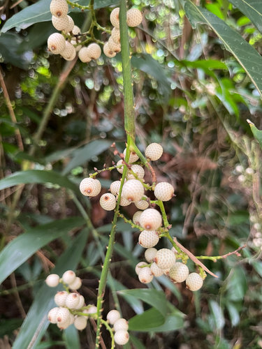 Four-finger Rattan Palm (Calamus tetradactylus)