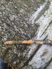 Corticium roseum