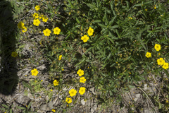 Potentilla gracilis fastigiata