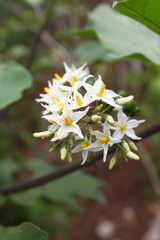Solanum torvum