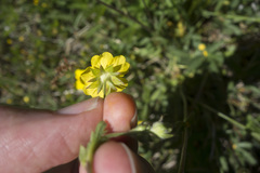 Potentilla gracilis fastigiata