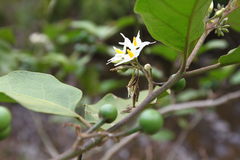 Solanum torvum