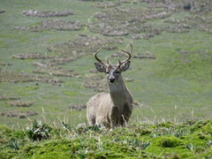 Odocoileus virginianus ustus