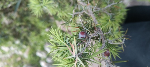 Juniperus oxycedrus badia