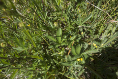 Potentilla gracilis fastigiata