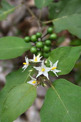 Solanum torvum