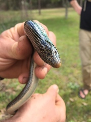 Ophisaurus ventralis