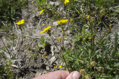 Potentilla gracilis fastigiata