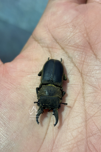 Gnaphaloryx opacus