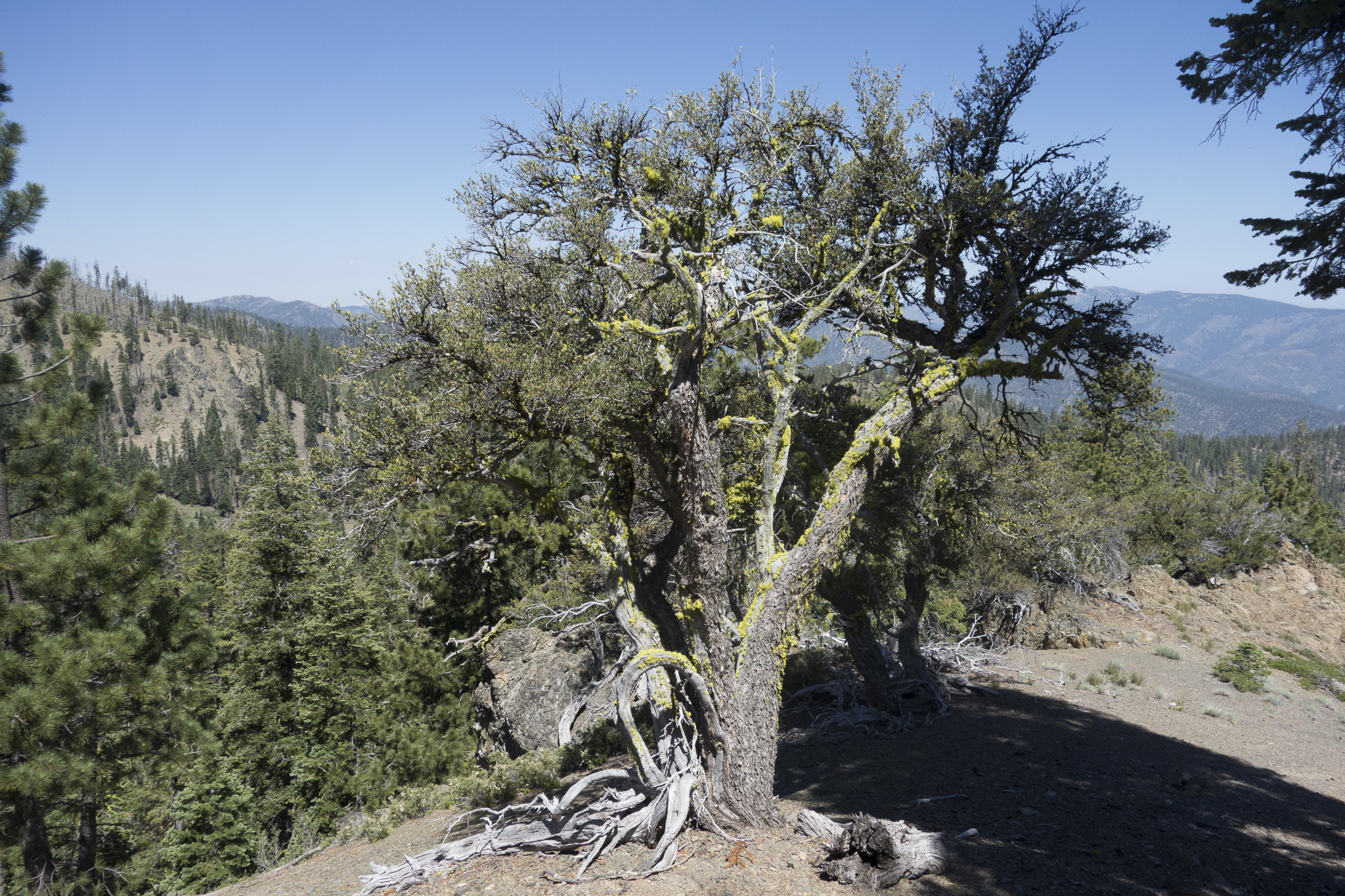 Cercocarpus ledifolius var. intermontanus