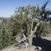 Cercocarpus ledifolius intermontanus - Photo (c) Todd Ramsden,  זכויות יוצרים חלקיות (CC BY-NC), uploaded by Todd Ramsden