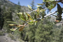Cercocarpus ledifolius intermontanus