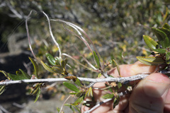 Cercocarpus ledifolius intermontanus