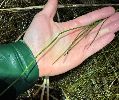 variegated horsetail (Equisetum variegatum)