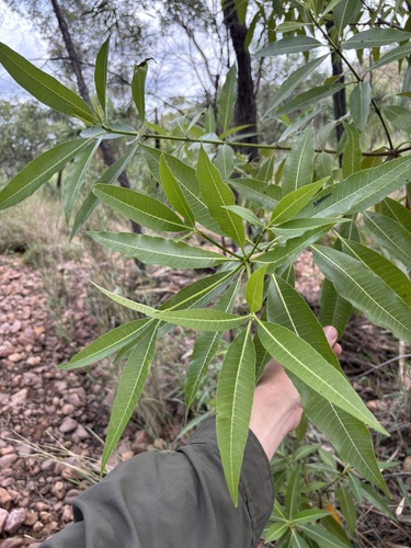 Alstonia spectabilis observed 2026-03-22