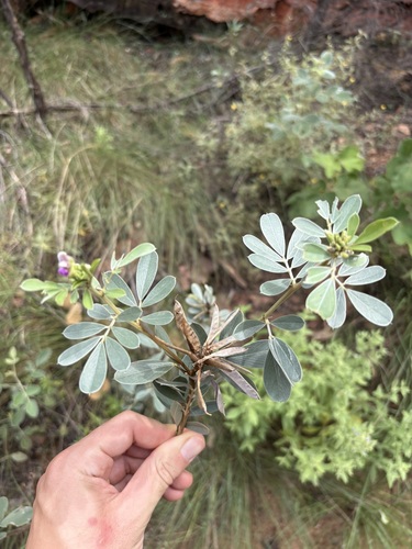Tephrosia rosea observed 2026-03-22