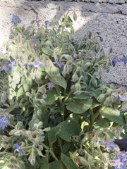 Borago