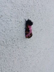 Xanthopastis regnatrix