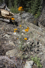 Erysimum capitatum capitatum