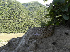 Hemorrhois ravergieri