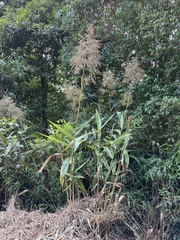 Thysanolaena latifolia