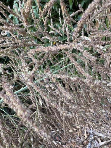 Thysanolaena latifolia, photograph 2