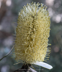 Banksia paludosa