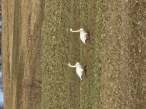 Whooper Swan