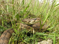 Hemorrhois ravergieri