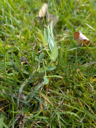Meadow Pea (Lathyrus pratensis)